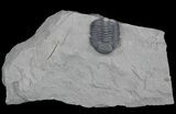 Folded Eldredgeops (Phacops) Trilobite - New York #50298-1